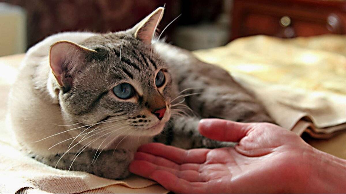 Кошки научились мяукать для общения с людьми. тонкости языка кошек