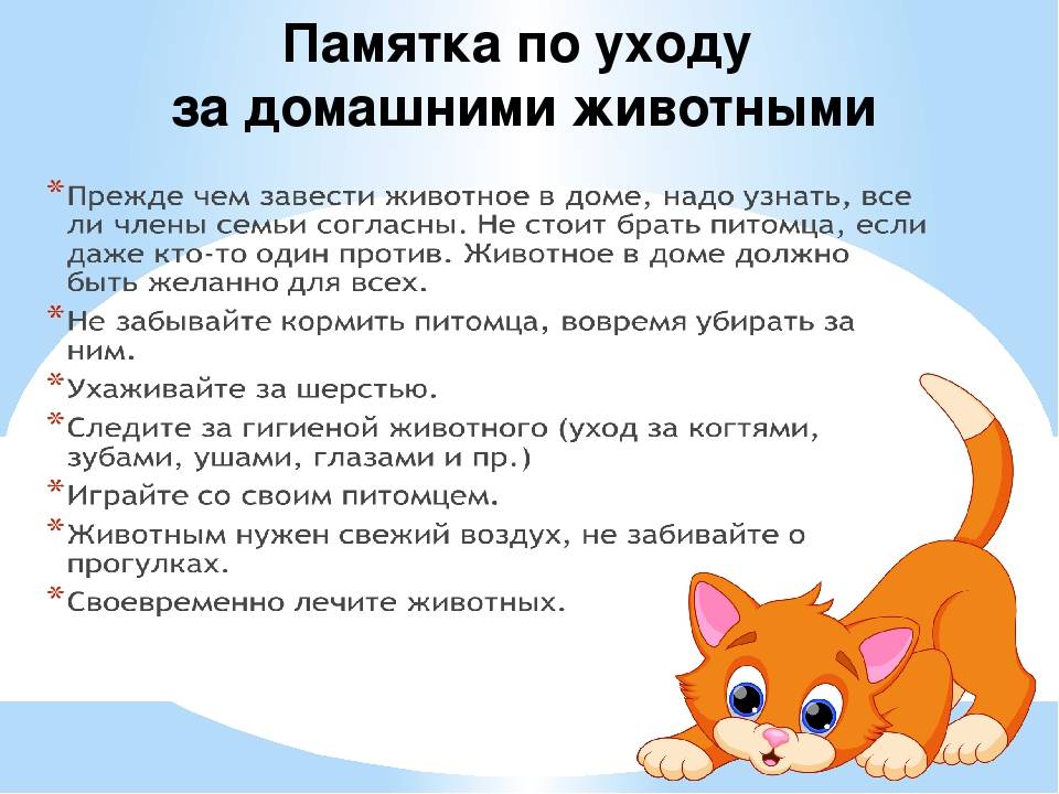 ᐉ как воспитывать котенка? - ➡ motildazoo.ru