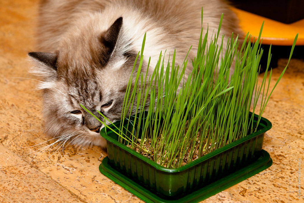 Трава для котов: виды и выращивание травы для котов (100 фото )