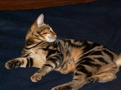 Фото и описание кошки породы оцикет: как содержать необычного кота, где можно купить котят?