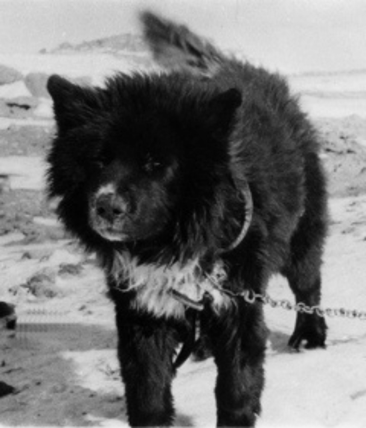 Сахалинский хаски: описание породы собак, содержание и уход