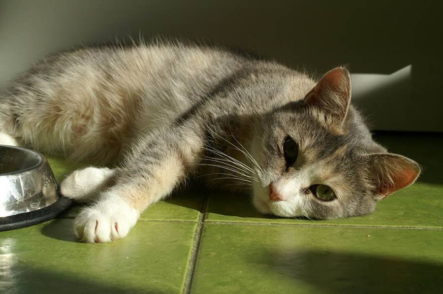 Гастрит у кошек: симптомы и лечение