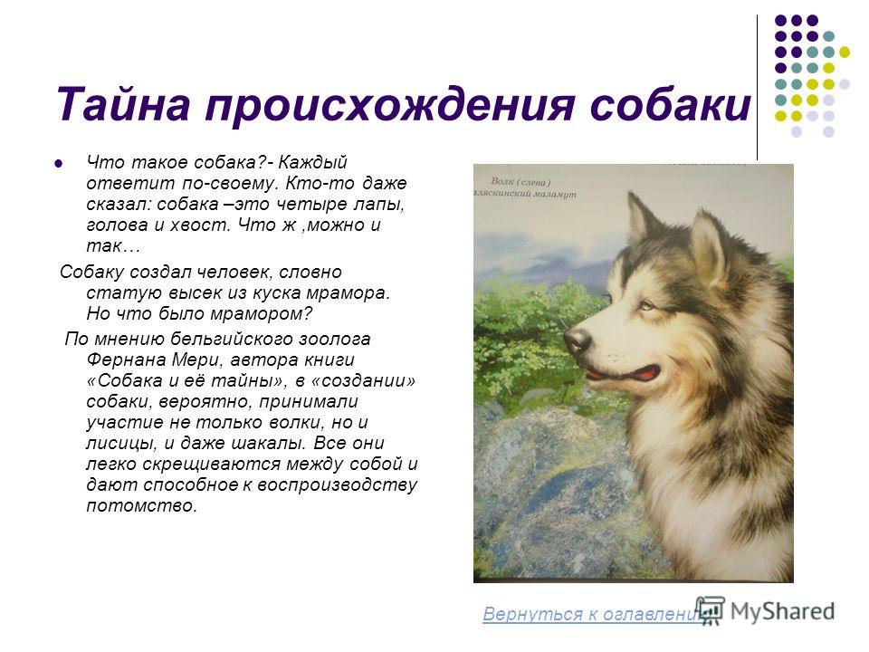 Национальность собаки. Происхождение собак. Происхождение собаки от волка. От кого произошли собаки. Теория происхождения собак.