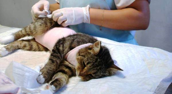 Анестезия для кошек: общая или местная, правила подготовки