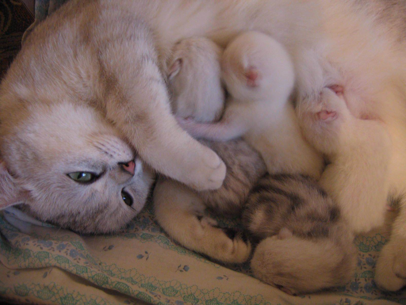 Особенности беременности и родов шотландской вислоухой кошки