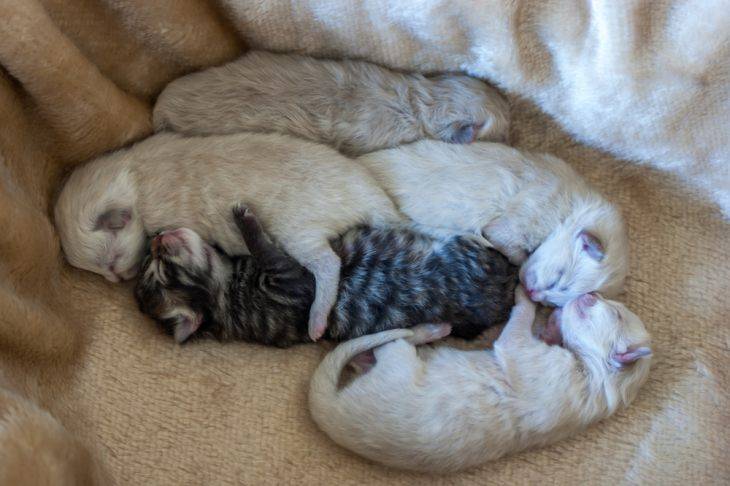 Почему коты так много спят: причины долгого сна