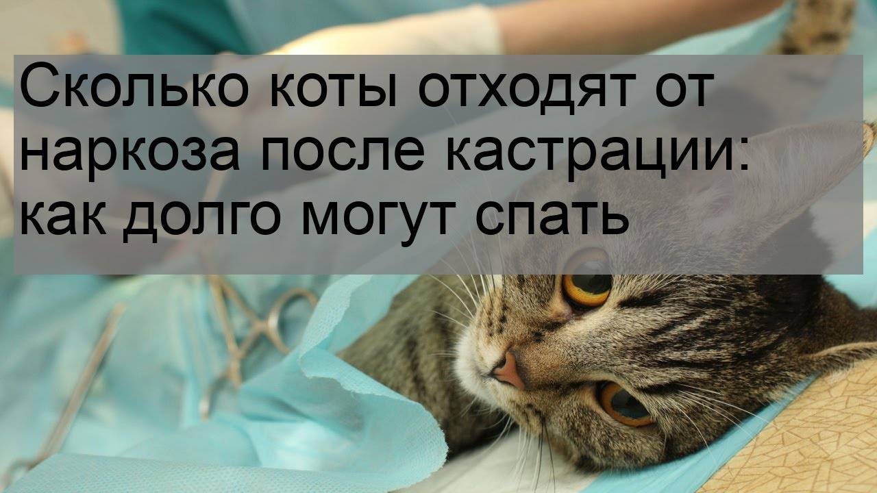 Примеры сколько по времени могут отходить кошки от наркоза после операции