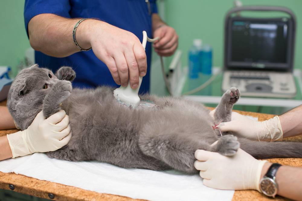 Стерилизация кошек – в каком возрасте можно сделать операцию, плюсы и минусы, советы ветеринаров