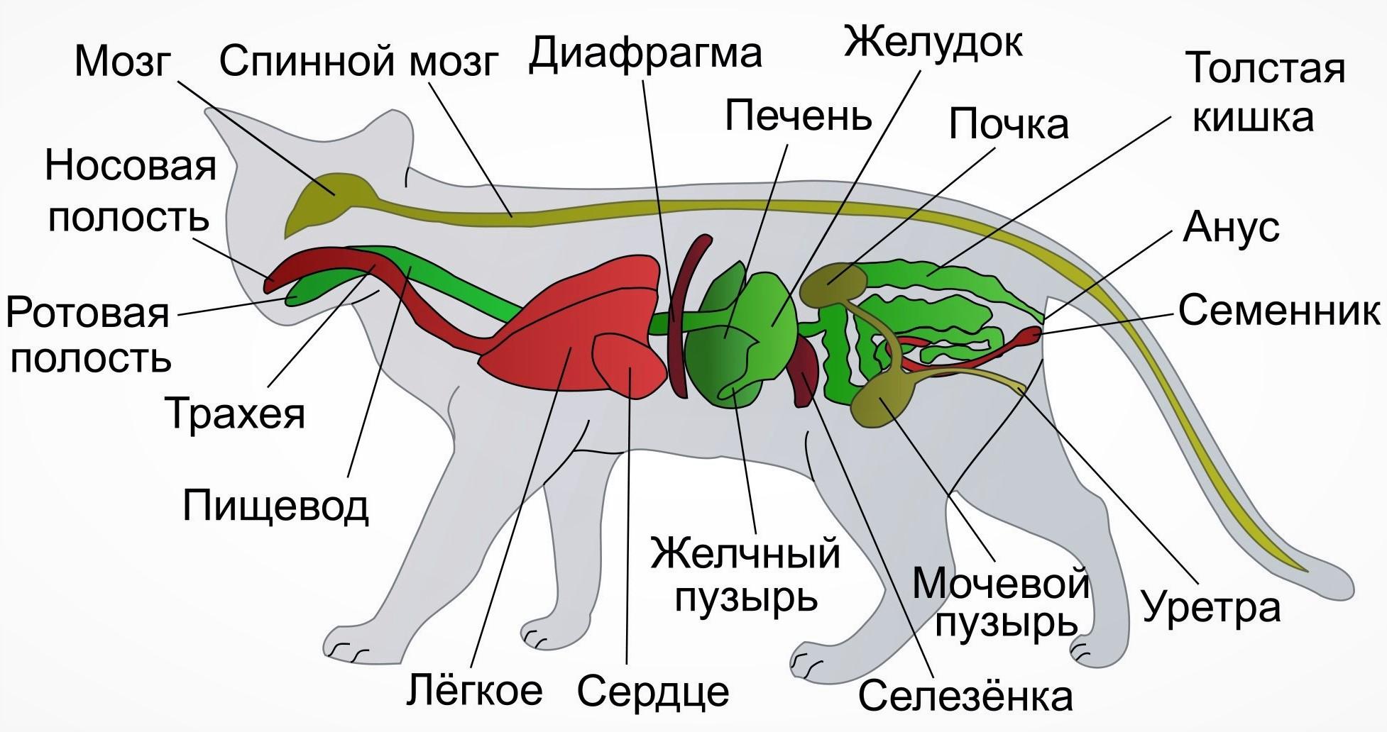 Строение внутренних органов кошки