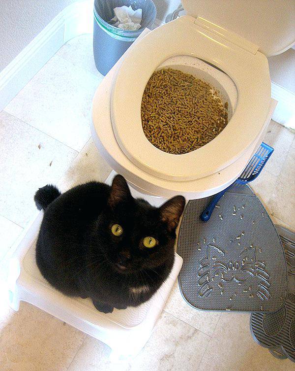 Кот не может сходить в туалет