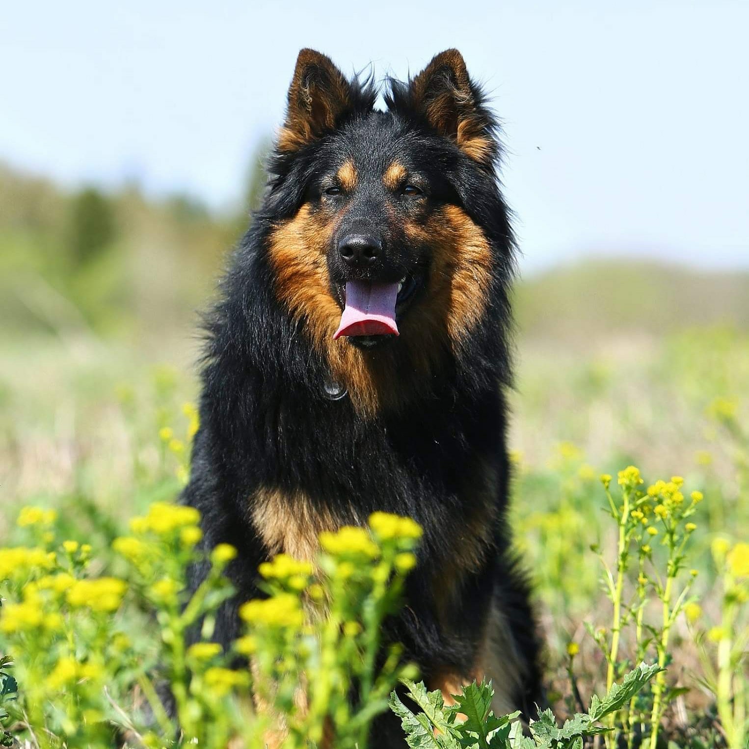 Ходская собака (чешская пастушья собака): обзор породы с фото, видео