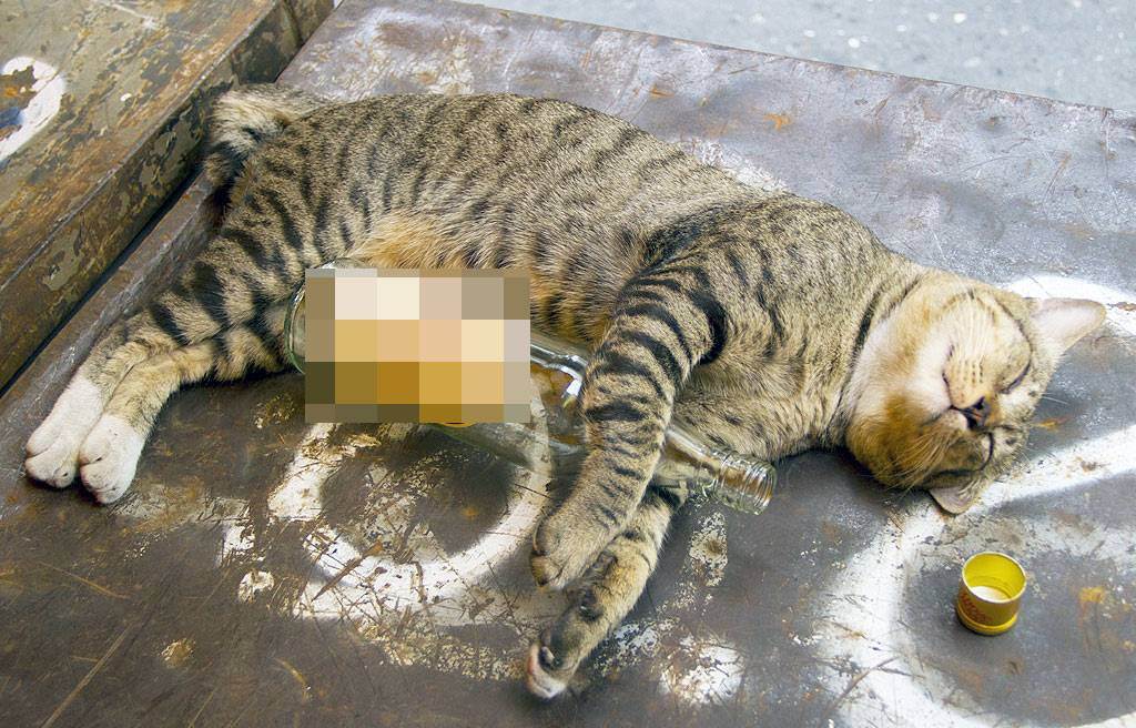 Запретное зелье для кошек – экстракт валерианы или “кошачья трава”