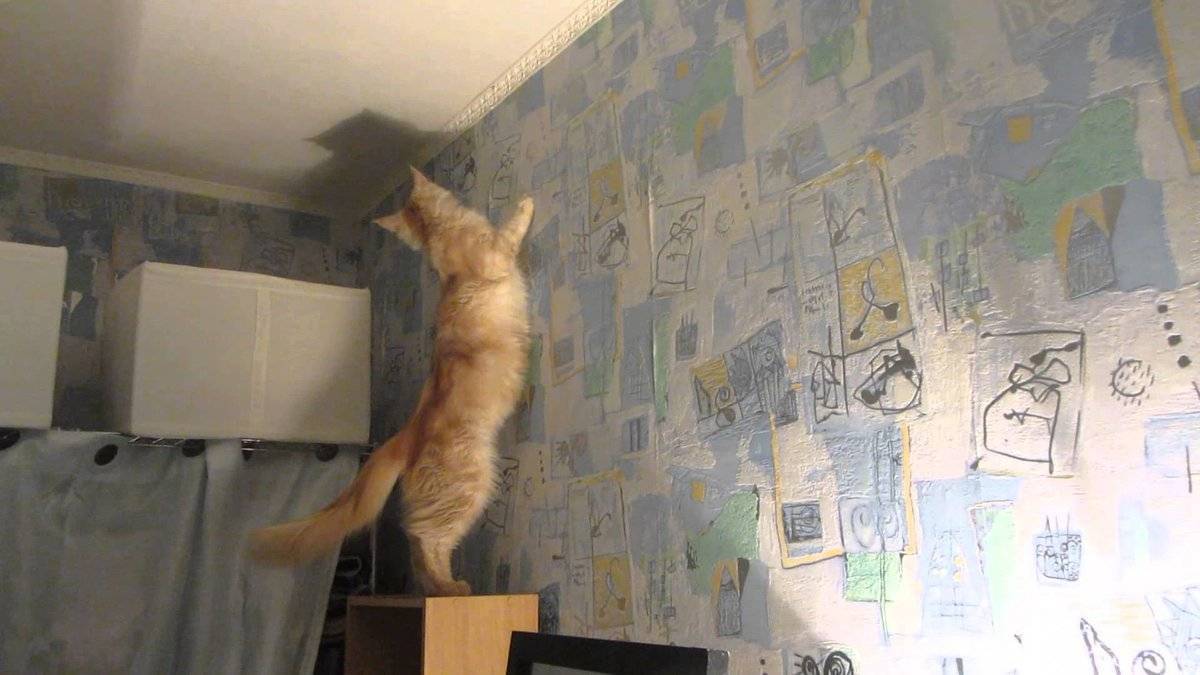 Причины почему кот смотрит в стену