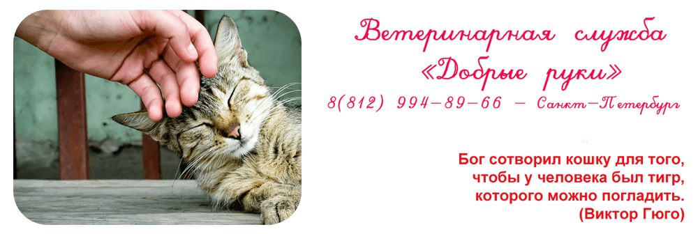 Ветеринарная аптечка для кошек и котов