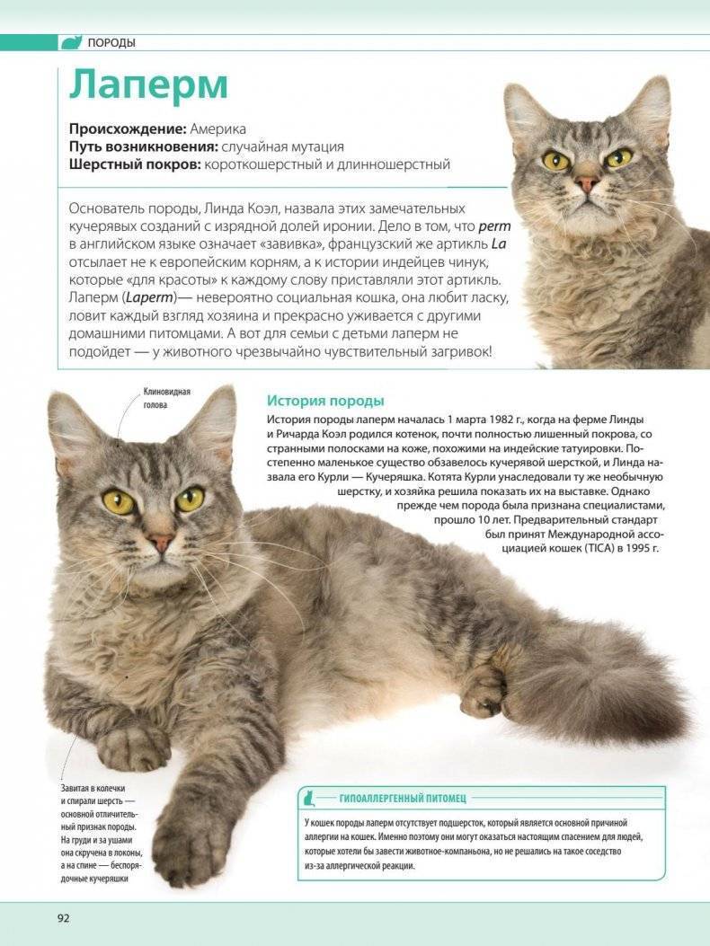 Анатолийская кошка короткошерстная, описание породы с фото: экстерьер и характер