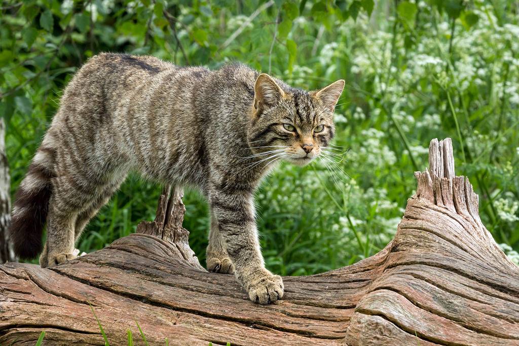 Гобийская серая кошка: ареал обитания и описание