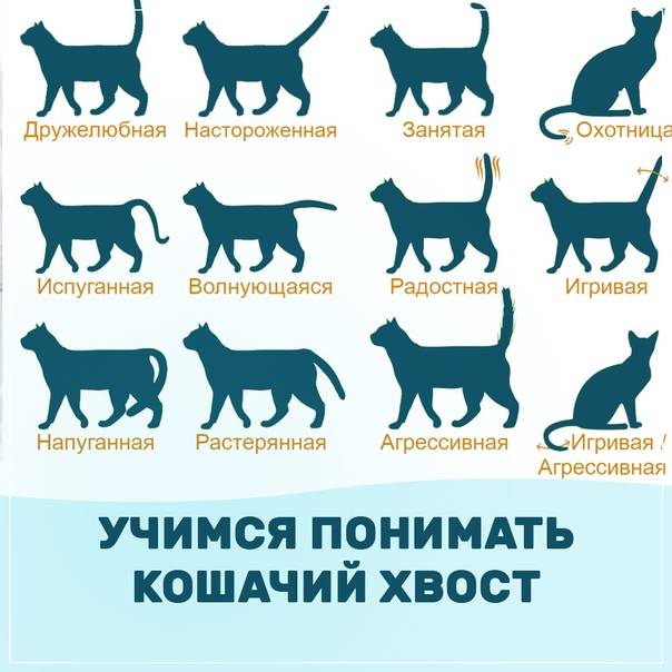 Повадки котов и кошек: их значения, привычки
повадки котов и кошек: их значения, привычки