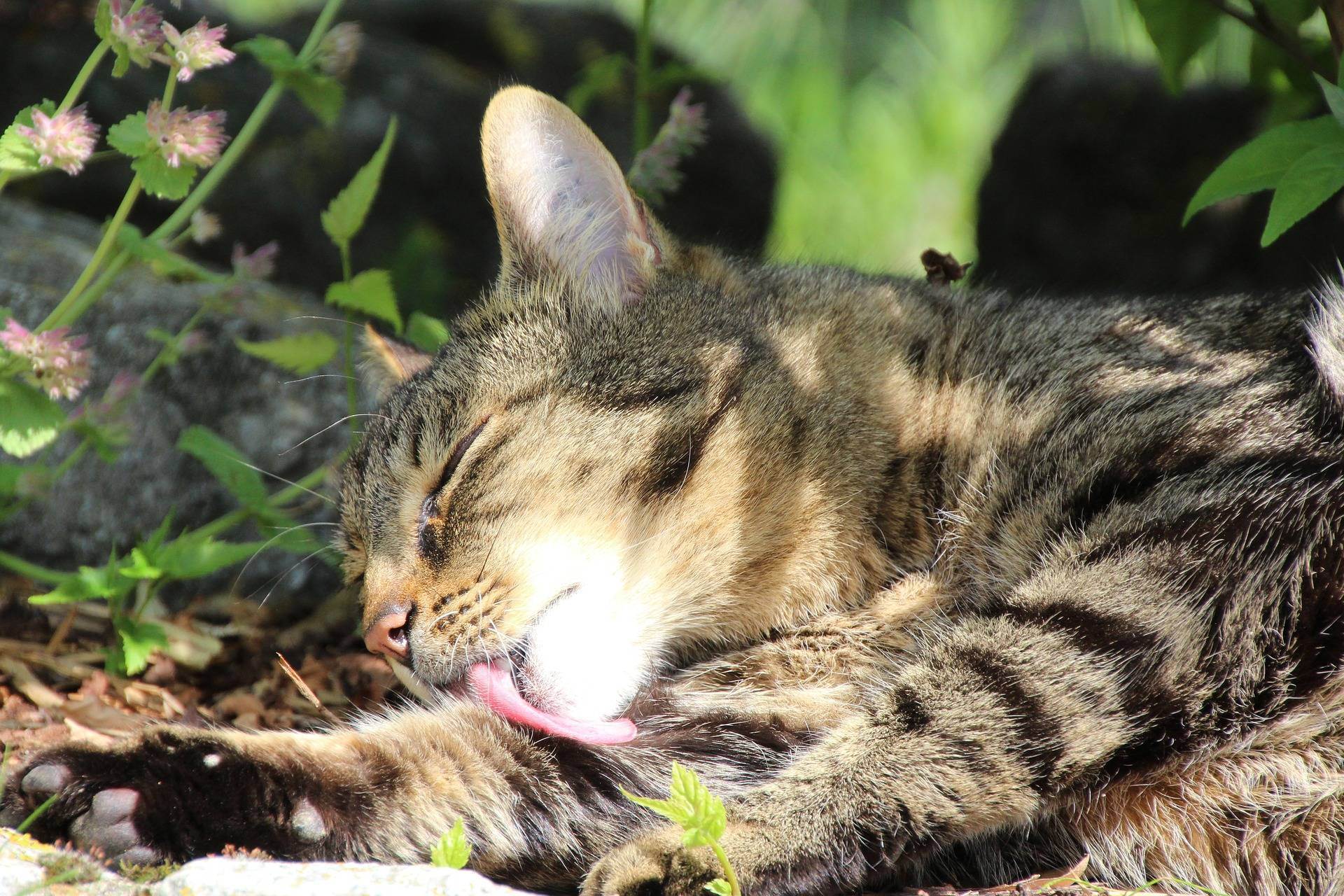 Как помочь кошке в жару: охлаждаем питомцев