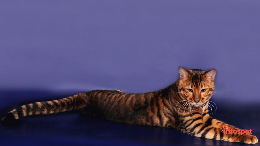 Тойгер кошки: фото, видео, о породе, характере, описание