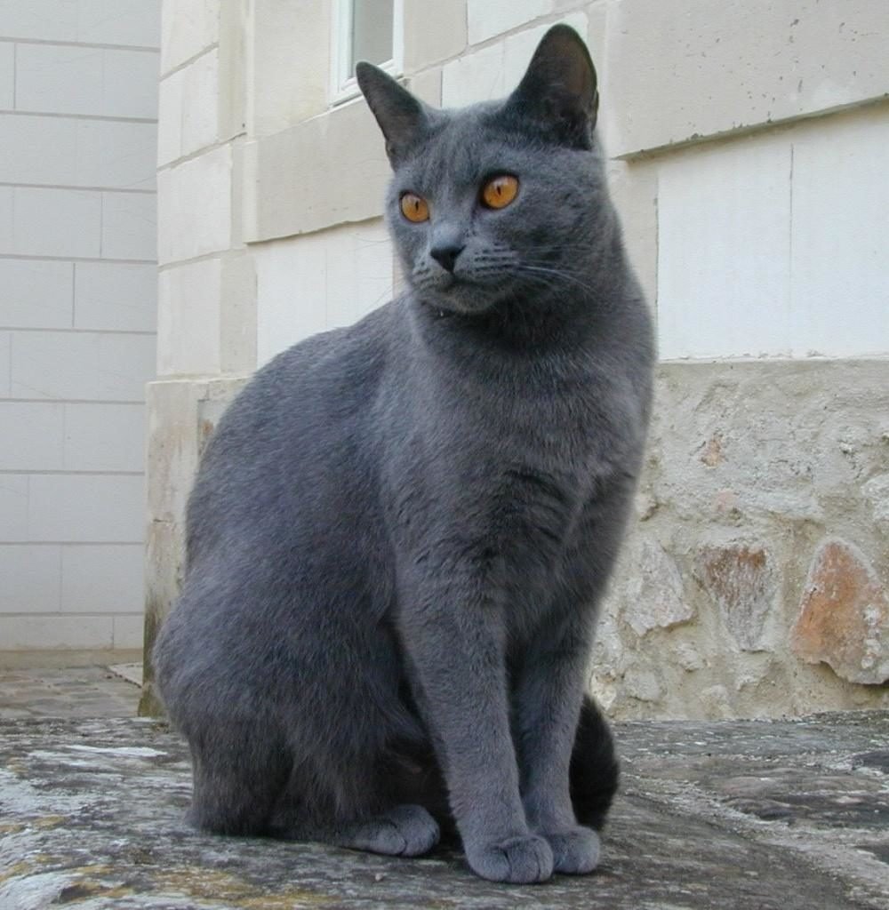Дымчатые кошки породы фото и названия