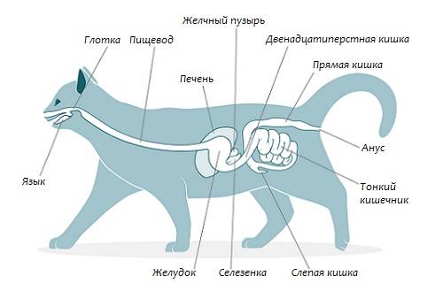 Зубы у кошек и котят — строение, популярные болезни, их профилактика