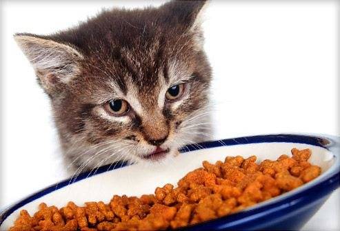 Как приучить котенка есть сухой корм?