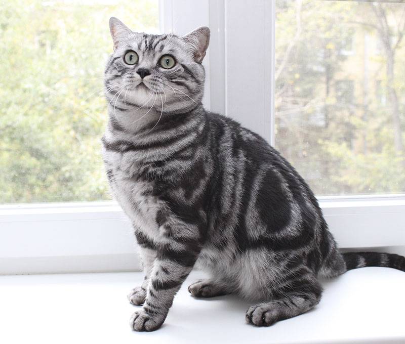 Полосатый кот: характер, породы и народные приметы