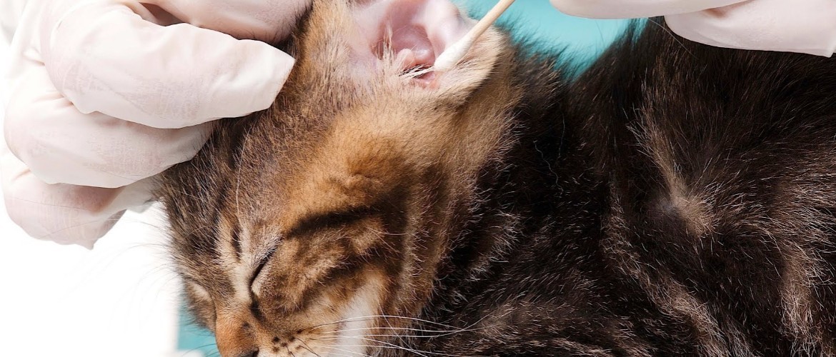 Кошка трясет головой и чешет уши: причины, как и чем помочь питомцу