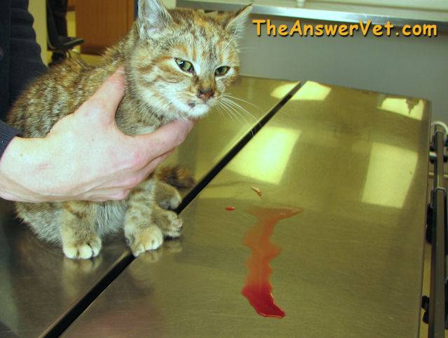 Кот писает кровью: причины гематурии и первая помощь, сопутствующие симптомы, диагностика, лечение и профилактика