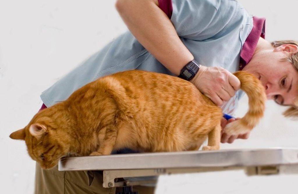 Цистит у кошки: лечение
