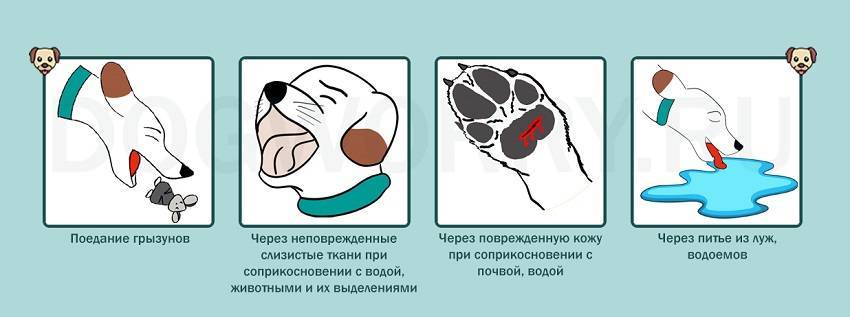 Лептоспироз у кошек: признаки, симптомы и лечение