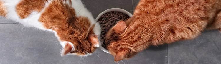 Из чего делают сухой корм для кошек. краткая история