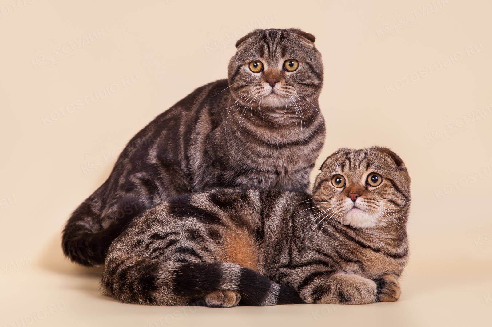 Хайленд-фолд: фото кошки, цена котенка, описание породы и характера