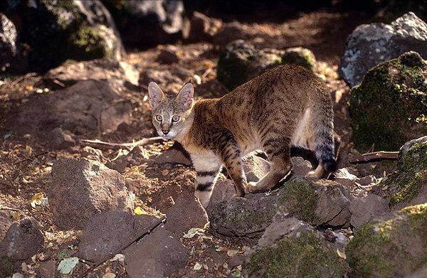 Камышовый кот - jungle cat - qwe.wiki