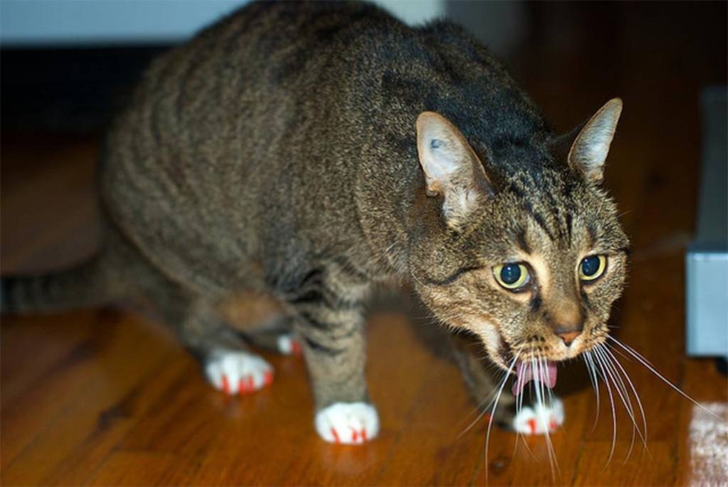 Пена у рта у кошки или котенка, причины: почему это происходит и сто делать в домашних условиях?