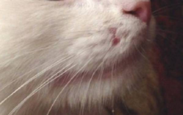 Почему у кота выпадают усы? | рутвет - найдёт ответ!