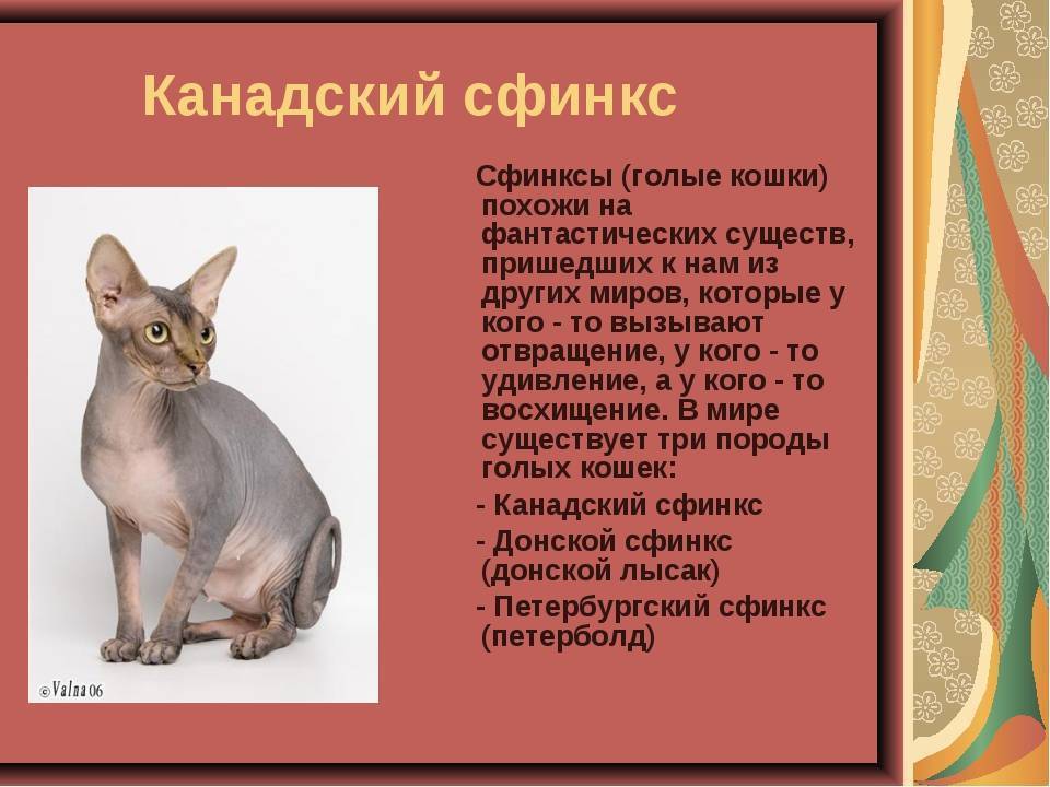 Все о маленьких кошках бамбино: описание и характеристики породы, разведение и уход
