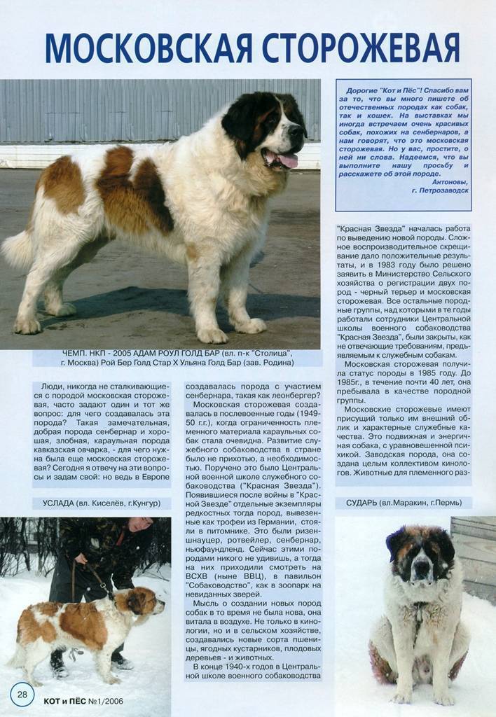 Московская сторожевая - описание и характер породы, выращивание щенков, дрессировка и питание