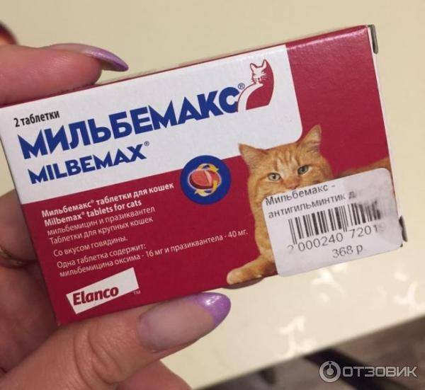 Мильбемакс для кошек: инструкция по применению таблеток от глистов, цена