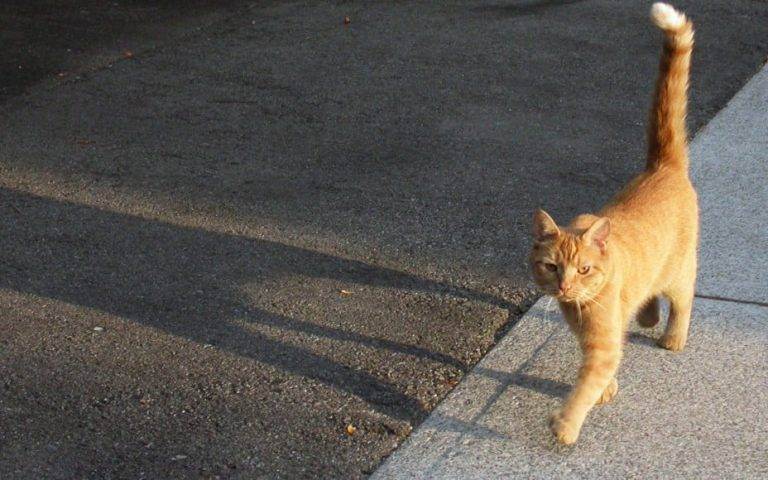 Кошка и улица: кто кого? - что делать, если кошка просится на улицу, приучение и отучение от улицы, прогулка зимой и летом -всё о кошках и котах