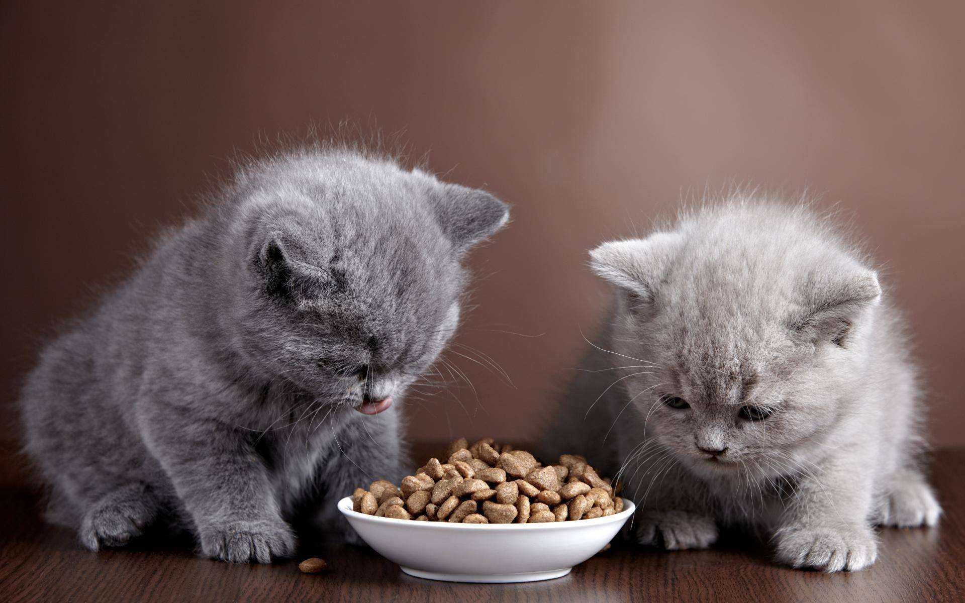 Как правильно кормить кошек натуральной едой?