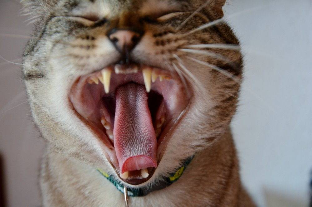 Зубы у кошек - строение, анатомия, фото