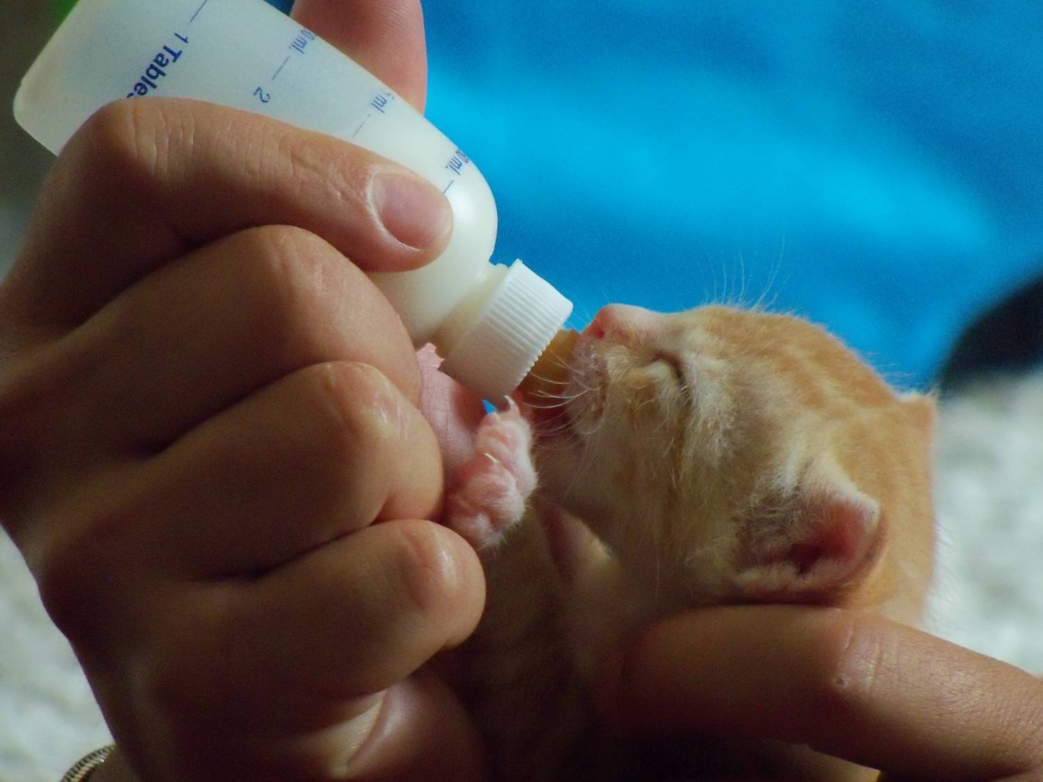 Уход за новорожденными котятами – как выкормить и воспитать? ׀ hill's pet