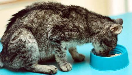 Болезни почек у кошек и их последствия для животного