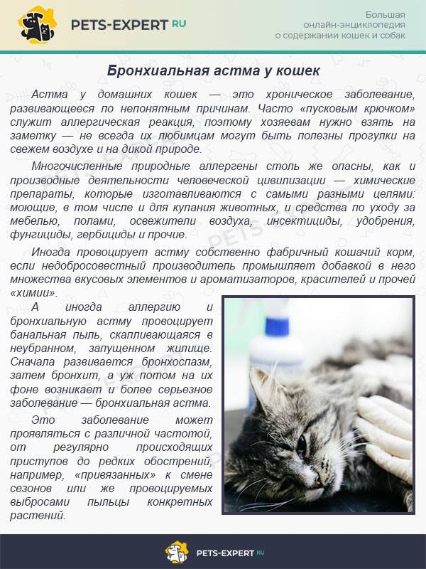 Почему чихает кот: причины, лечение в домашних условиях и меры профилактики