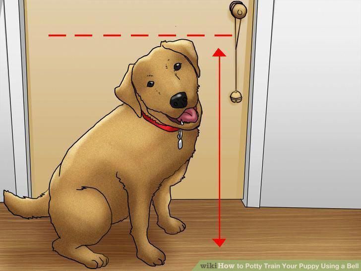 Как приучить собаку ходить в туалет на улице