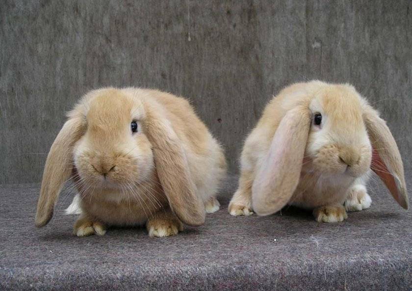 Кролик французский баран: описание породы, правила содержания и ухода