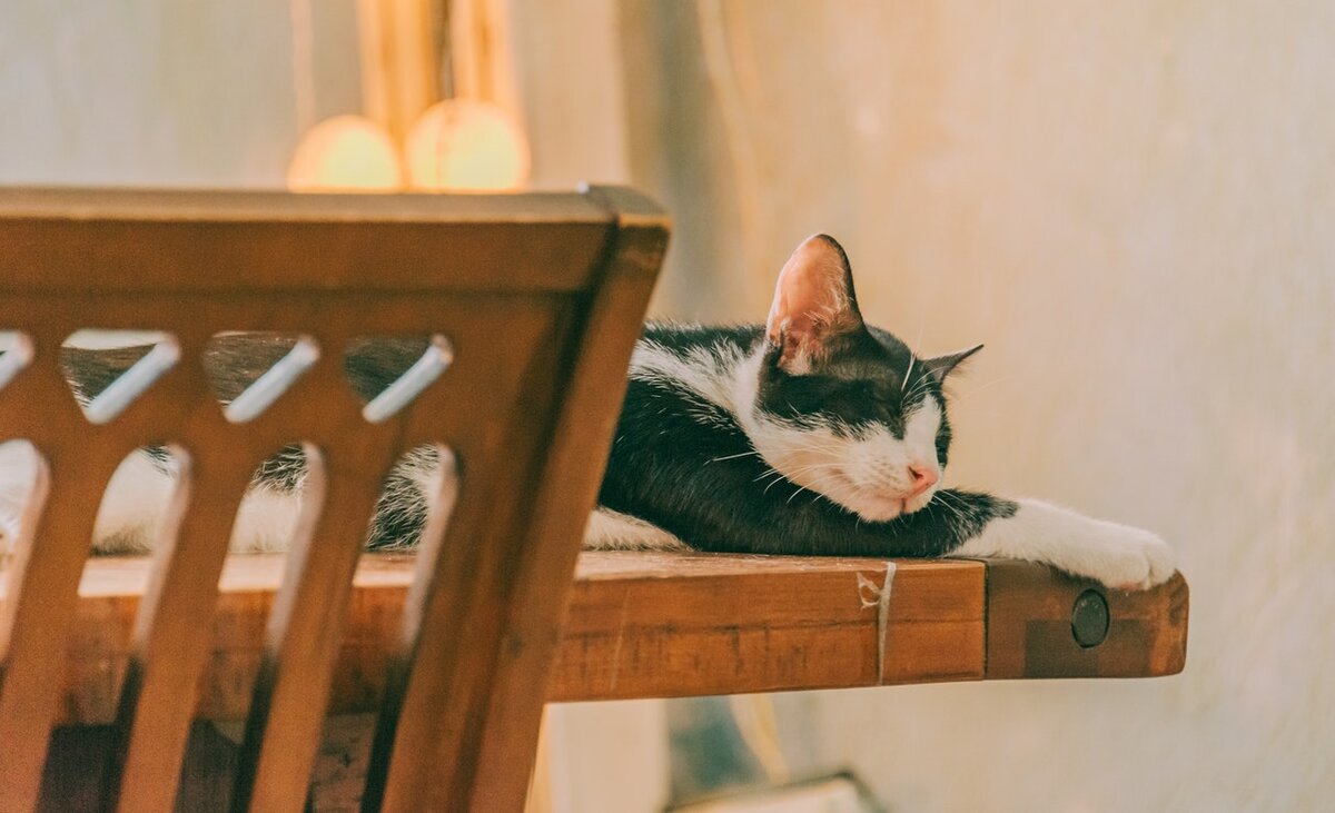 Способы отучить котов залезать и прыгать на стол: на кухонный и не только