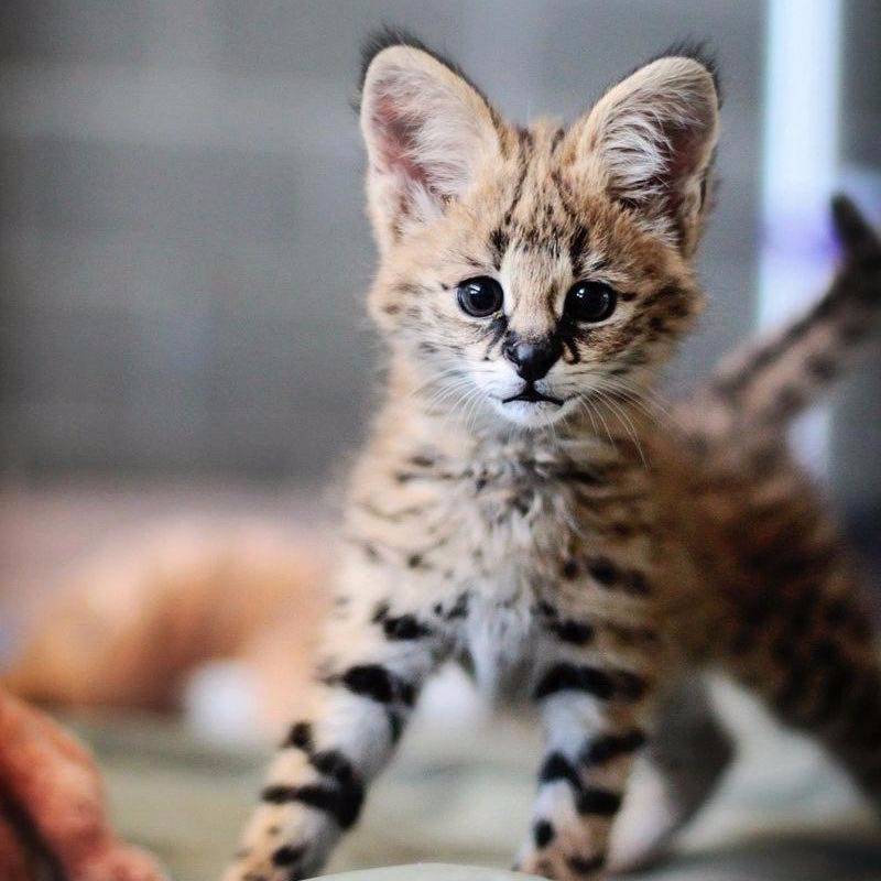 Самый маленький кот в мире: мелкие дикие и домашние кошки, фото и описание