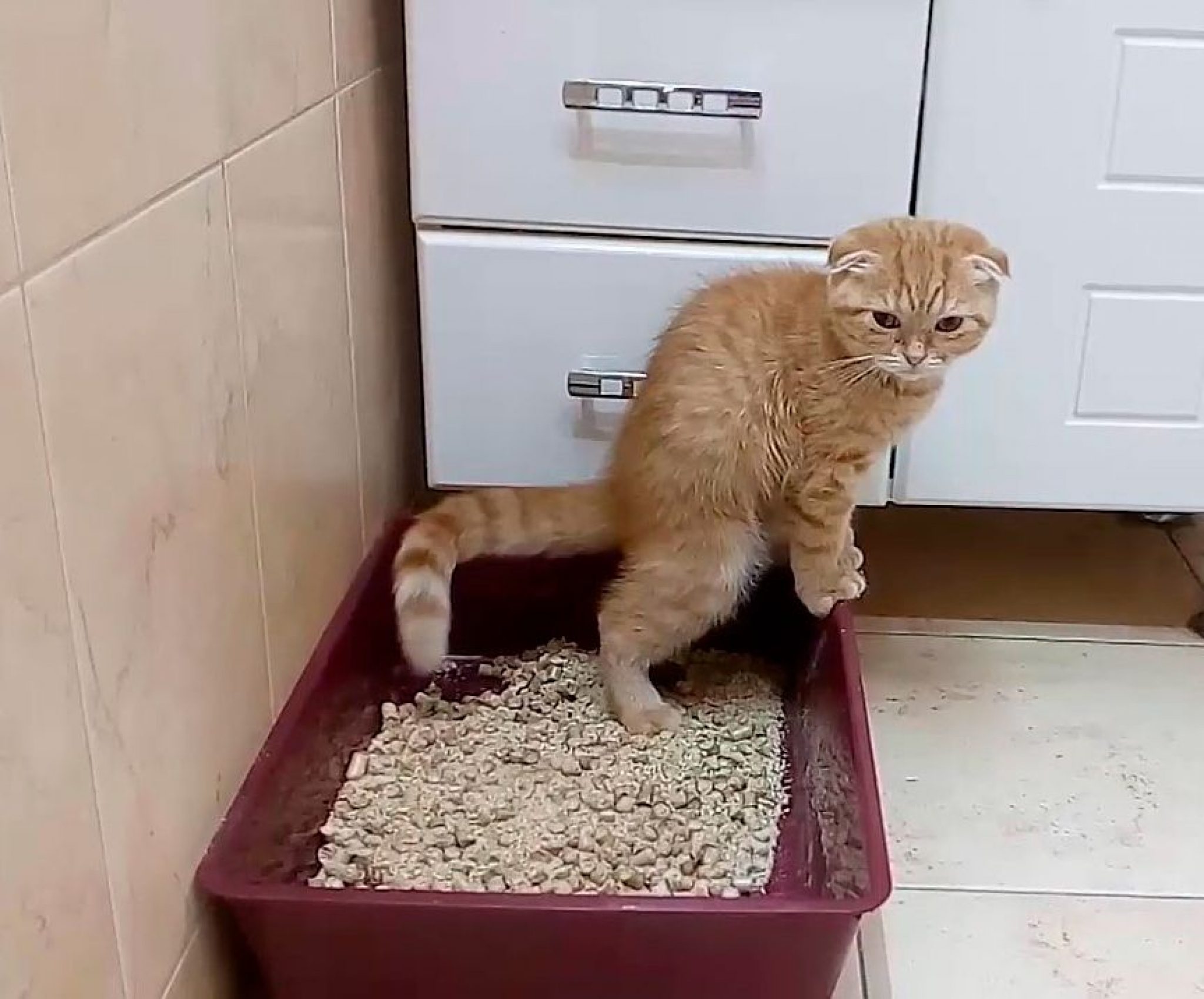 Кошачий туалет с какашками